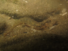 Tridentiger nudicervicus