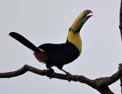 Ramphastos sulfuratus