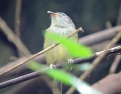 Oncostoma cinereigulare