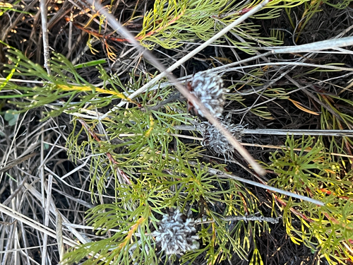 Serruria furcellata, photograph 3