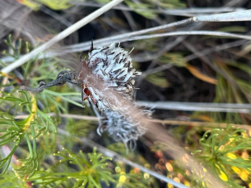Serruria furcellata, photograph 2