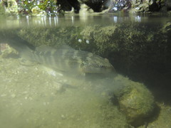 Tridentiger bifasciatus