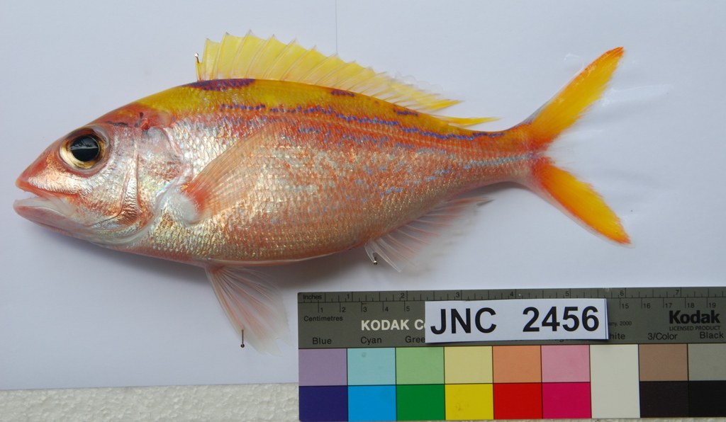 Ornate Jobfish