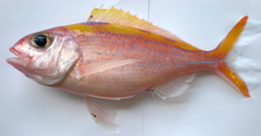Ornate Jobfish photo 3