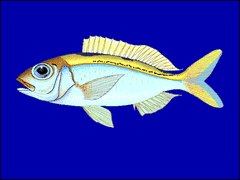 Ornate Jobfish photo 4