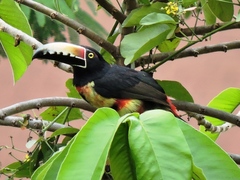 Pteroglossus torquatus