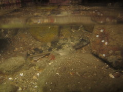 Glossogobius olivaceus