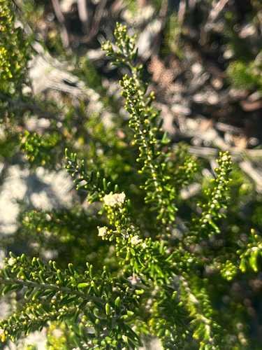 Phylica cephalantha, photograph 6