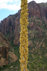 Dasylirion leiophyllum