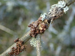 Tuckermanopsis sepincola