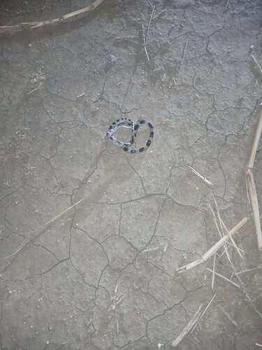 Blue Nile Cat Snake