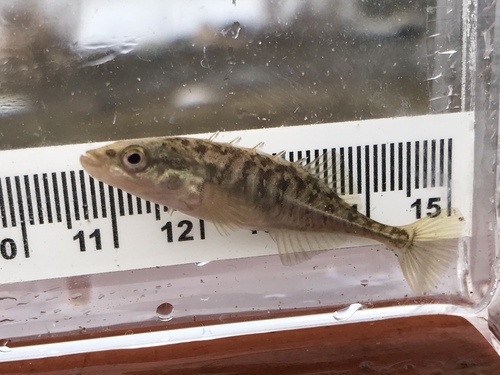 Brook Stickleback