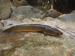 Striped Snakehead photo 3