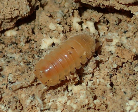 Eubelidae image