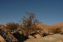 Dinemandra ericoides