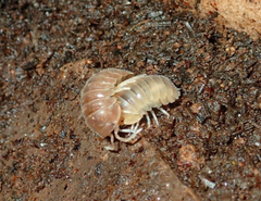 Eubelidae