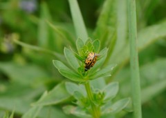 Chrysomela vigintipunctata
