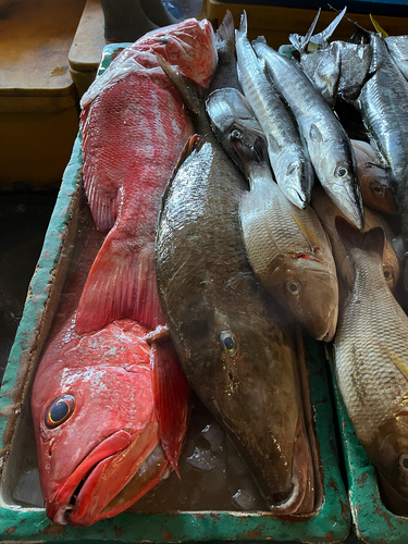 Lethrinus olivaceus