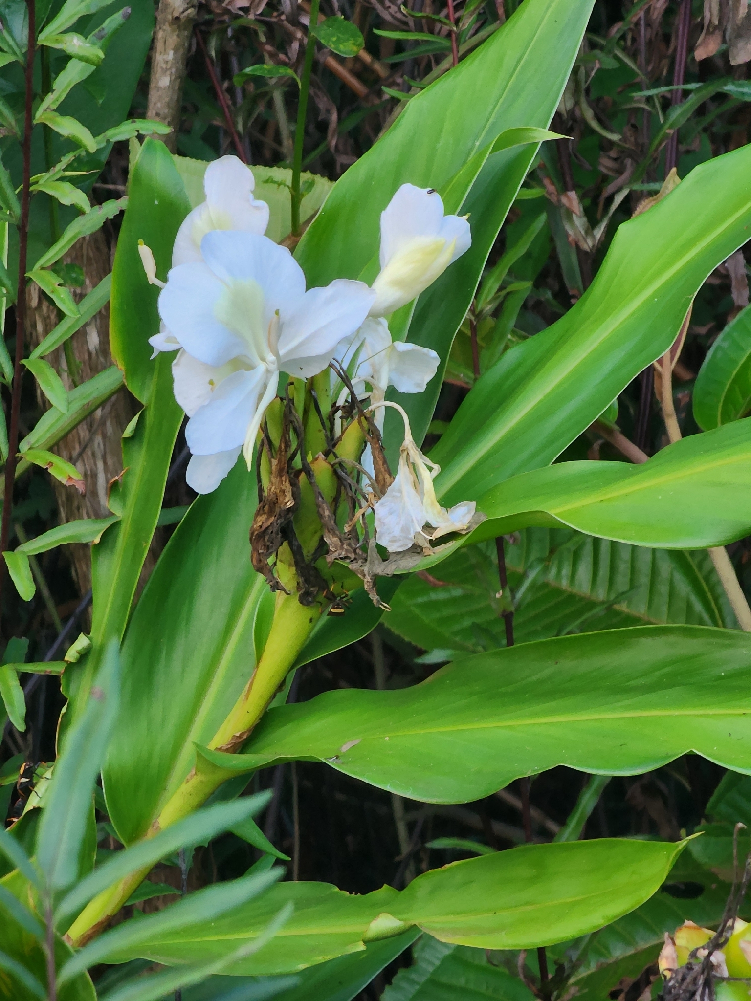 Hedychium coronarium