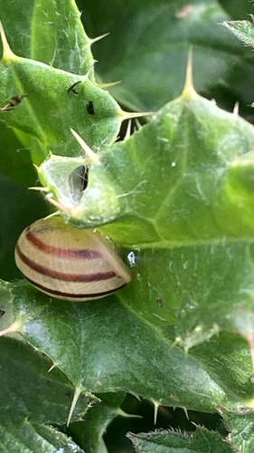 Cepaea