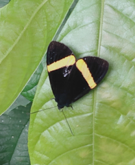 Aclytia