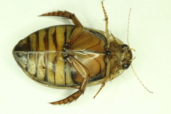 Acilius abbreviatus