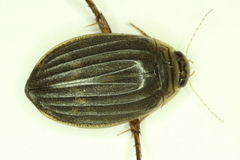 Acilius abbreviatus