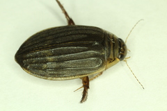 Acilius abbreviatus