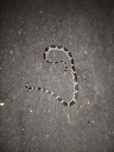 Blue Nile Cat Snake
