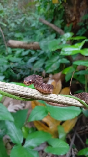Pareas carinatus