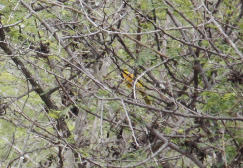 Orange-breasted Bushshrike (Chlorophoneus sulfureopectus), photo 5