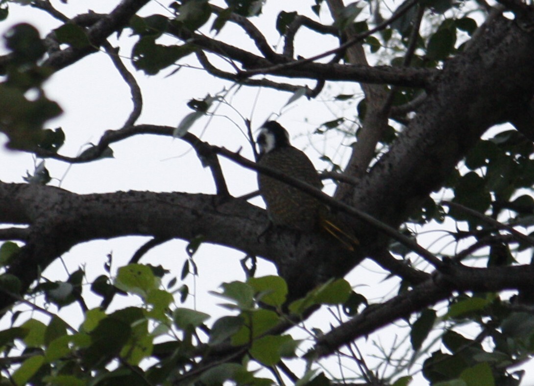 Bearded Woodpecker (Chloropicus namaquus), photo 3
