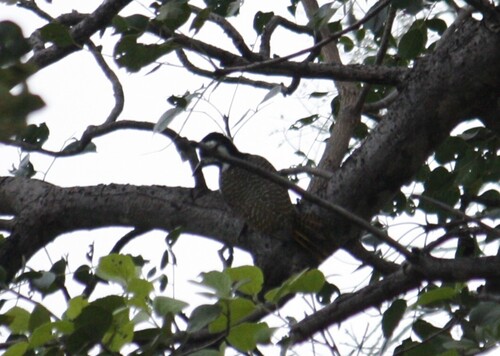Bearded Woodpecker (Chloropicus namaquus), photo 5