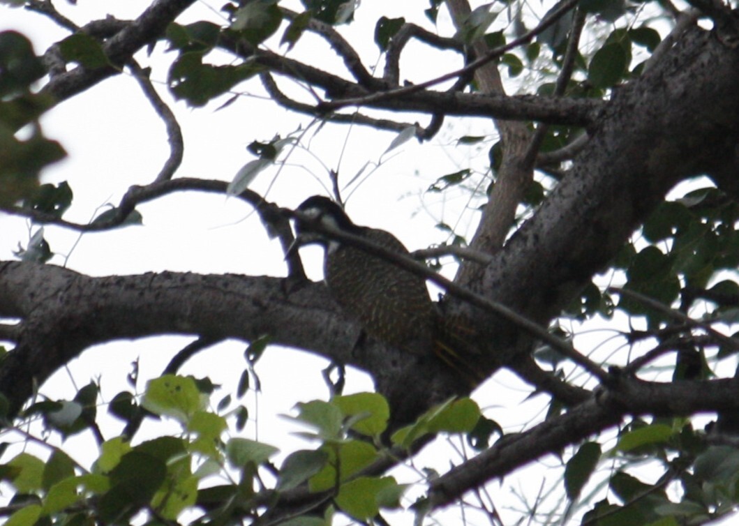 Bearded Woodpecker (Chloropicus namaquus), photo 4