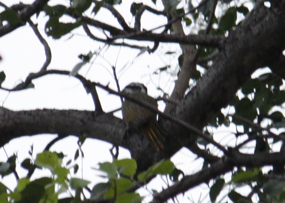 Bearded Woodpecker (Chloropicus namaquus), photo 5