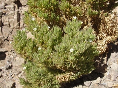 Nolana sessiliflora