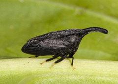 Membracinae