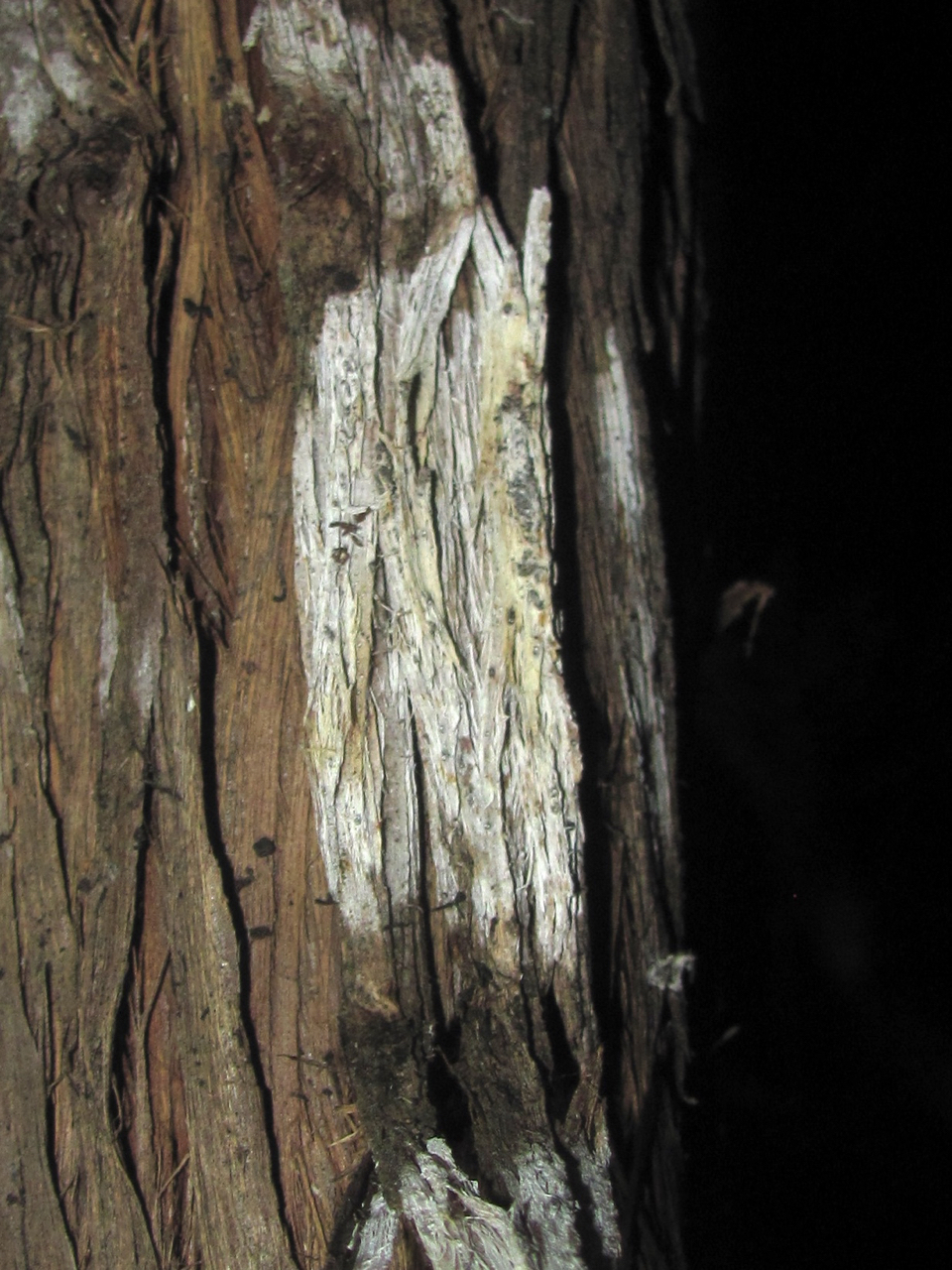 Robergea albicedrae image
