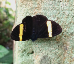 Aclytia