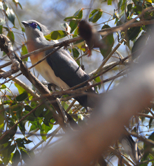 Coua cristata