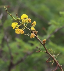 Vachellia