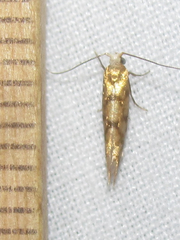 Argyresthia alternatella
