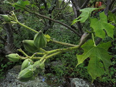 Cnidoscolus rostratus