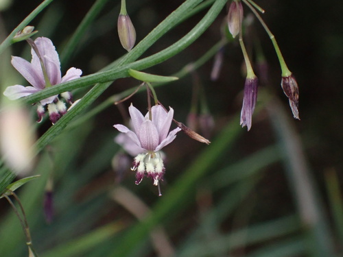 Arthropodium milleflorum observed 2026-04-26