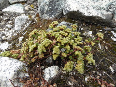 Paronychia libertadiana
