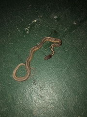 Thamnophis sirtalis