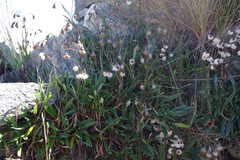 Senecio arachnolomus