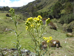 Senecio chiquianensis