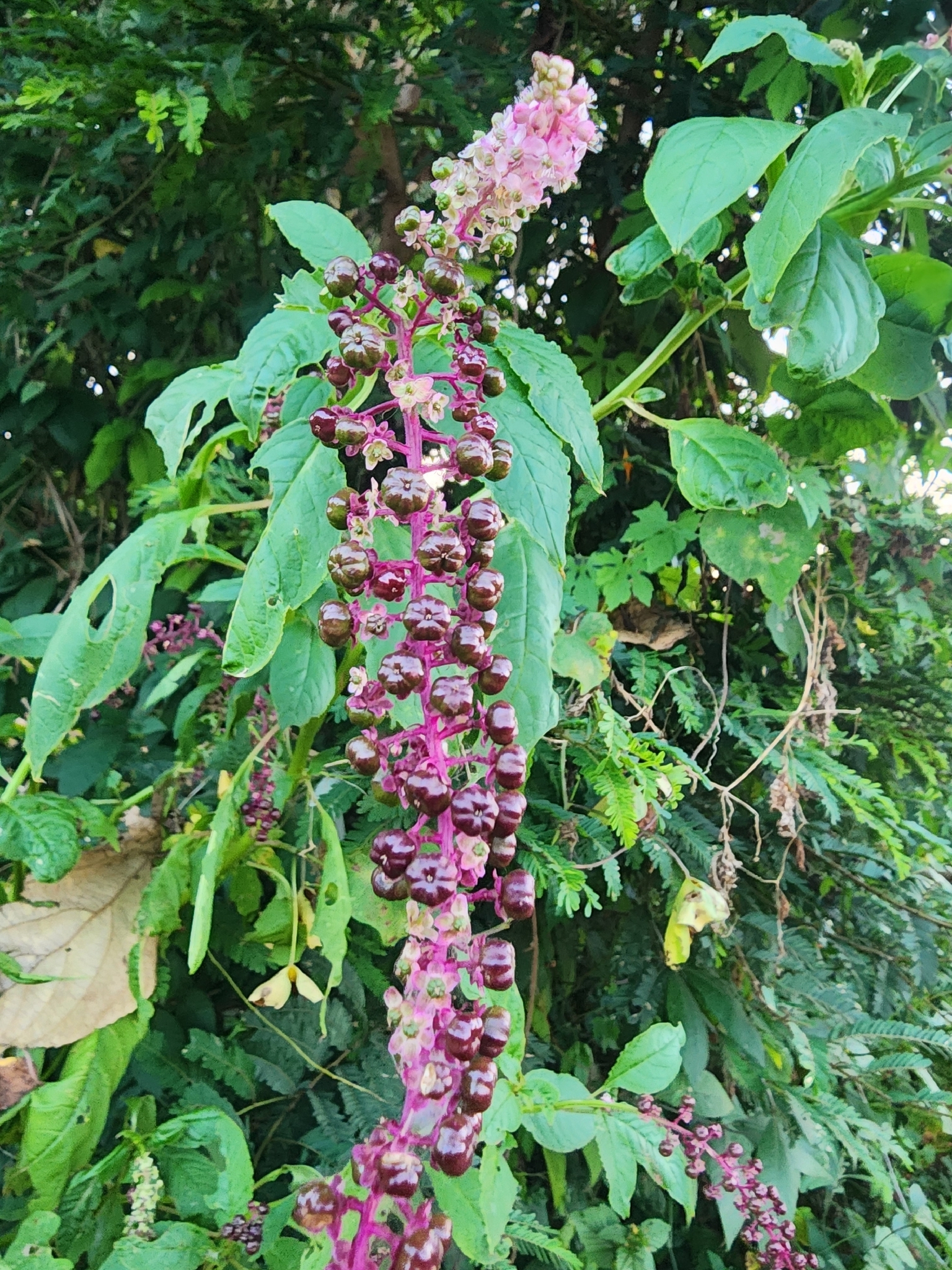 Phytolacca thyrsiflora