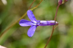 Lobelia chamaepitys